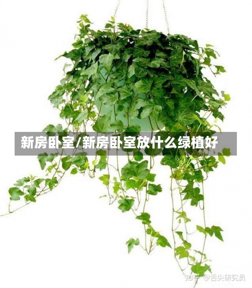 新房卧室/新房卧室放什么绿植好