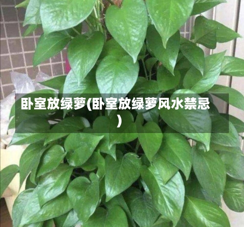 卧室放绿萝(卧室放绿萝风水禁忌)